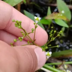 american water-plantain thumbnail 1