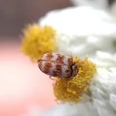 Asian Carpet Beetle thumbnail 4