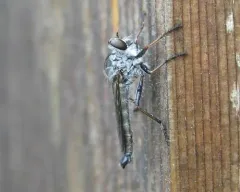 Neomochtherus piceus thumbnail 3