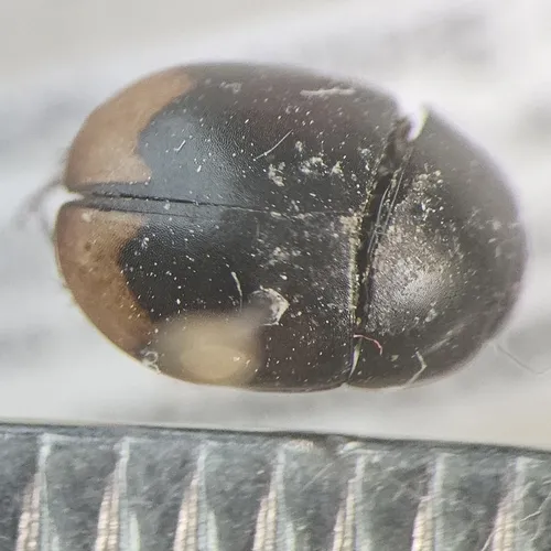 Crescent Water Scavenger Beetle