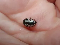 Calligrapha rhoda thumbnail 1