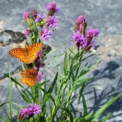 Aphrodite Fritillary thumbnail 3