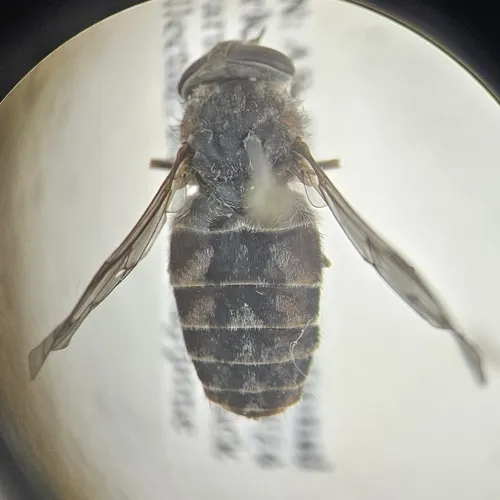 Brown-legged Horse Fly