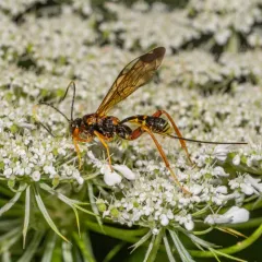 Spilopteron vicinum thumbnail 4