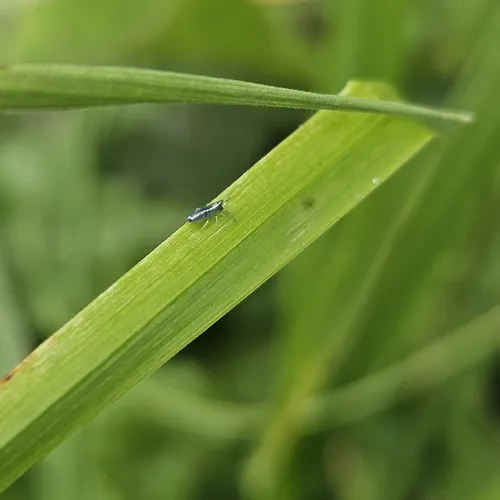 Lepidocyrtus paradoxus