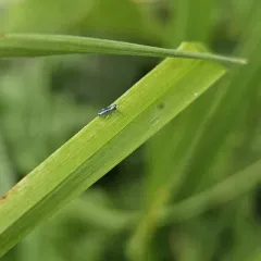 Lepidocyrtus paradoxus thumbnail 1
