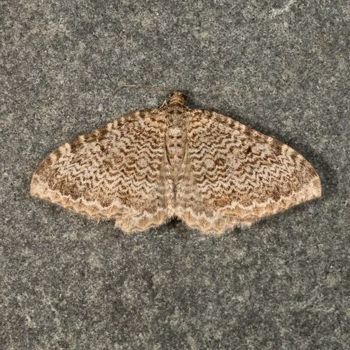 scallop shell moth