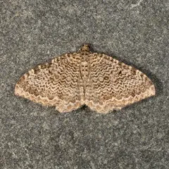 scallop shell moth thumbnail 1