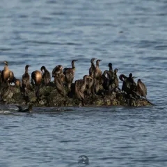 Brandt's Cormorant thumbnail 3