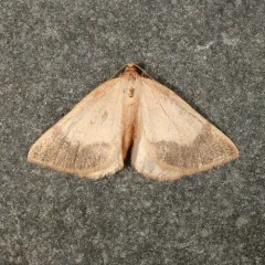 Bordered Fawn Moth thumbnail 2