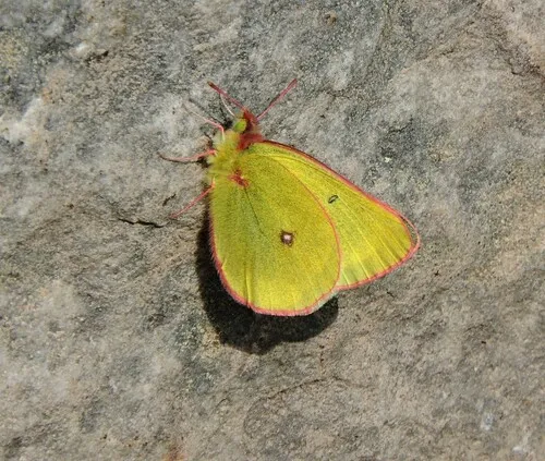Skinner's Pelidne Sulphur