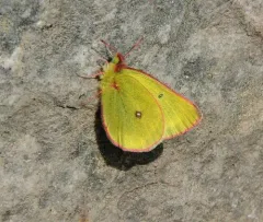 Skinner's Pelidne Sulphur thumbnail 1