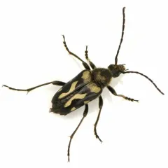 Judolia instabilis thumbnail 1