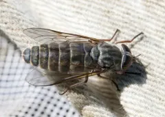 Hybomitra microcephala thumbnail 4