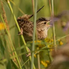 Sedge Wren thumbnail 4