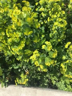 wood spurge thumbnail 1
