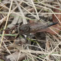 Proctacanthus philadelphicus thumbnail 4