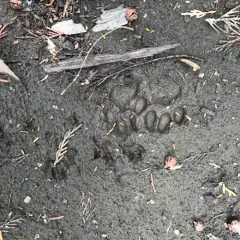 Bobcat thumbnail 2