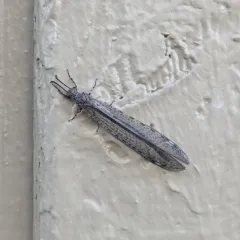 Myrmeleon exitialis thumbnail 3