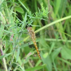 Wandering Glider thumbnail 4