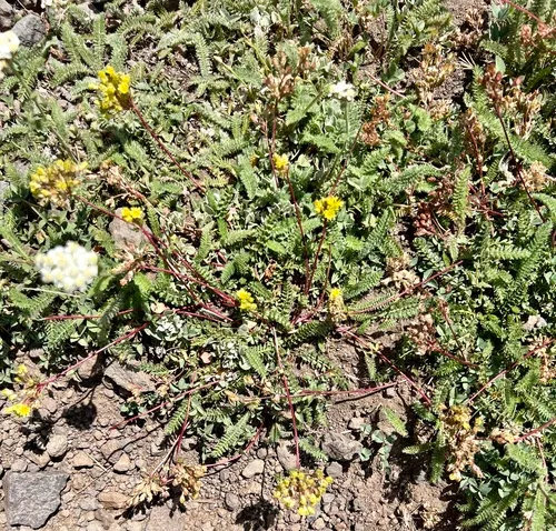 Gordon's Mousetail