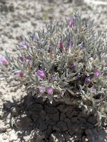 Barr's Milkvetch