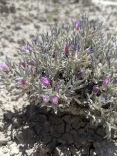 Barr's Milkvetch thumbnail 1