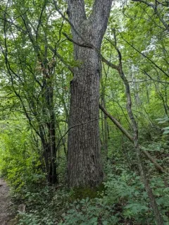 red hickory thumbnail 4