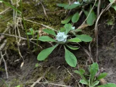 Asphondylia antennariae thumbnail 4
