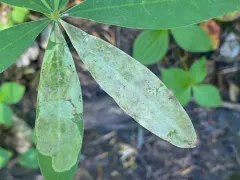 Pegomya tinctisquama thumbnail 3