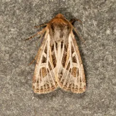 Snowy-veined Apamea Moth thumbnail 3