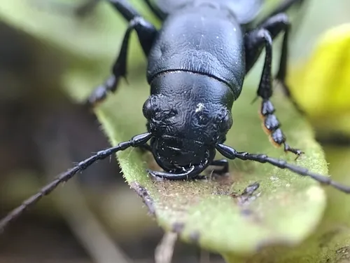 California Night-stalking Tiger Beetle