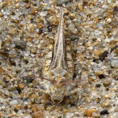 Seaside Grasshopper thumbnail 2