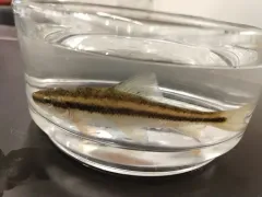 Eastern Creek Chubsucker thumbnail 4