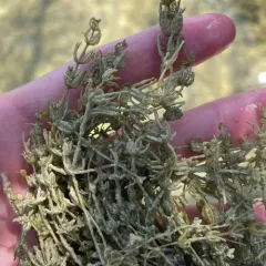 opposite stonewort thumbnail 3