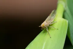 Stenocranus dorsalis thumbnail 3
