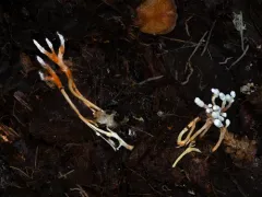 Cordyceps memorabilis thumbnail 2