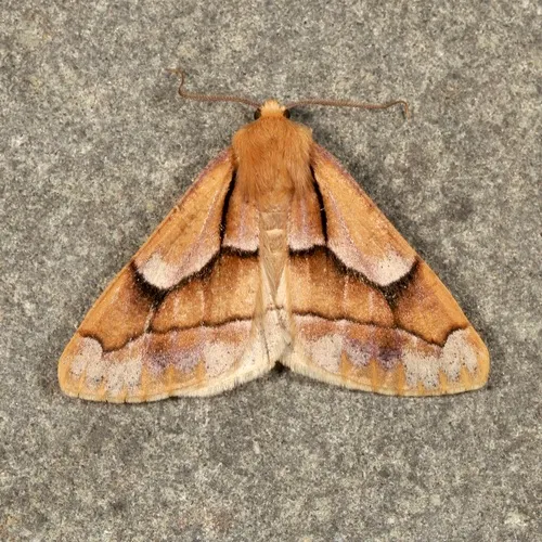 Snowia montanaria