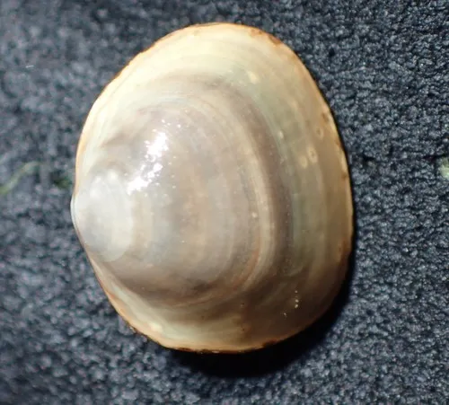 Rhomboid Fingernailclam
