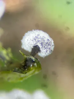 Didymium minus thumbnail 2