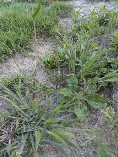 Jersey Love-grass