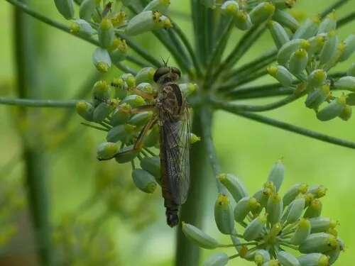 Neomochtherus auricomus