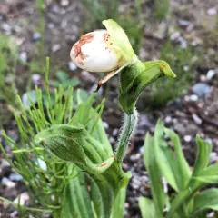 Sparrow's-egg Lady's Slipper thumbnail 4