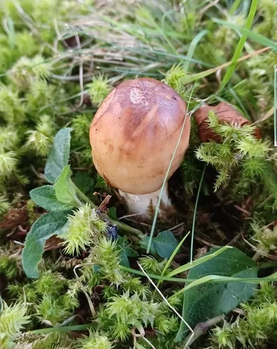 Russula fluvialis