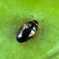 Tritoma humeralis thumbnail 4