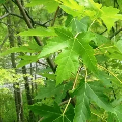 silver maple thumbnail 4