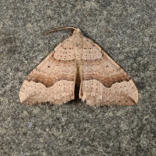 Zenophleps lignicolorata