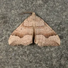 Zenophleps lignicolorata thumbnail 1