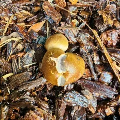 Onion Earthball thumbnail 4