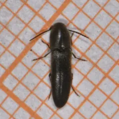 Dromaeolus cylindricollis thumbnail 1